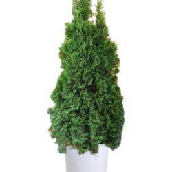 Monrovia Emerald Arborvitae